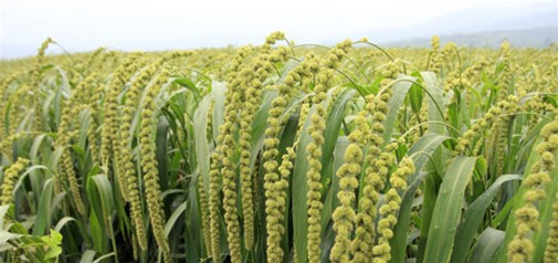 懶人經(jīng)濟催熱全自動炒菜鍋 科技產品解決吃飯難題